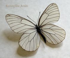 a white butterfly sitting on top of a table