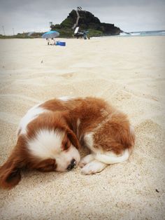 a brown and white dog laying on top of a sandy beach