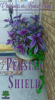 a purple plant sitting on top of a door mat next to a brick building with the words, outdoors or house plant persian shield