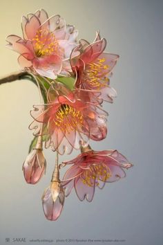 pink flowers with yellow stamens are hanging from a twig on a branch