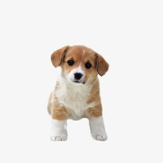 a small brown and white dog standing on its hind legs