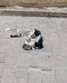 a black and white cat sitting on top of a street next to a trash can