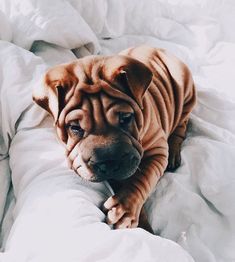 a brown dog laying on top of a bed covered in white sheets