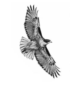 a black and white photo of a bird flying