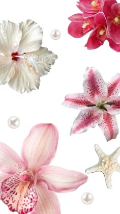 pink and white orchids with pearls on the bottom, two starfishes and one flower