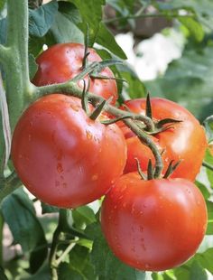 tomatoes growing on the vine with water droplets