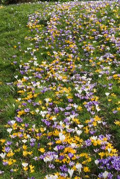 a field full of purple, yellow and white flowers