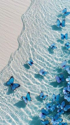 many blue butterflies floating in the water on top of a sandy beach next to an ocean