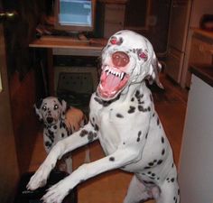 a dalmatian dog standing on its hind legs with it's mouth open