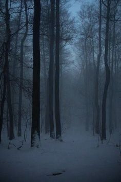 a dark forest filled with lots of trees covered in snow