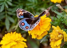 a close up of a butterfly on a flower