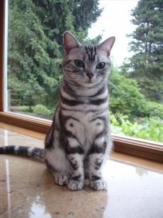 a cat sitting in front of a window looking out at the trees outside, with one paw on the ground