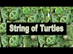 the words string of turtles are surrounded by green leaves