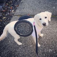 a white dog wearing a hat and holding an oreo cookie on it's back