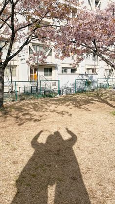 the shadow of a person standing in front of a tree with pink flowers on it