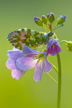 a green and blue butterfly sitting on top of a purple flower