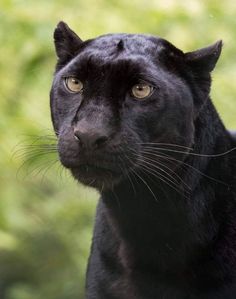 a close up of a black cat looking at the camera