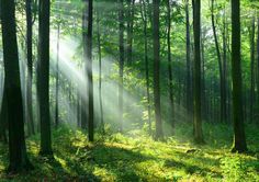 sunlight shining through the trees in a forest