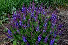 purple flowers are growing in the dirt near some grass and plants with green leaves on them