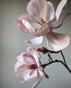 two pink flowers are in a vase on a branch with leaves and buddings