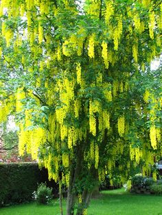 a tree with yellow flowers in the middle of a yard