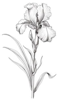 Iris Pencil Drawing, Iris Flowers Drawing, Iris Reference, Iris Illustration, Flower Flash, Portrait Flowers, Iris Painting