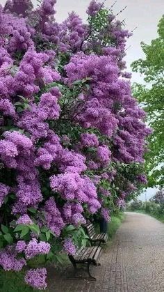 purple flowers are growing on the side of a road next to a row of park benches