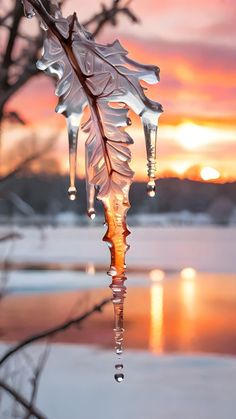 a leaf is hanging from a tree branch with water droplets on it and the sun setting in the background