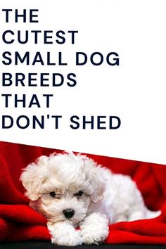 the cutest small dog breeds that don't shed book cover with white puppy on red blanket