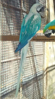 two parrots are sitting on the perches in their caged area, one is green and the other is blue