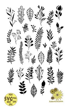 various leaves and flowers drawn in black ink