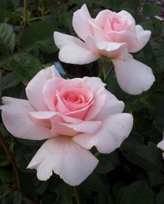 three pink roses are blooming in the garden