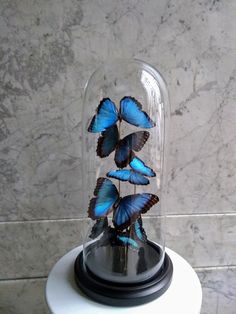 three blue butterflies under a glass dome on a white pedestal in front of a marble wall