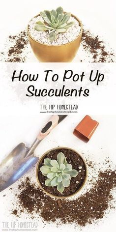 how to pot up succulents the hip hometead is an easy diy project