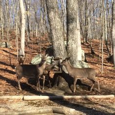 two deer standing next to each other near a tree in the woods with no leaves on it