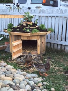 two ducks are sitting in the grass near some rocks and plants, while another duck is standing on the ground