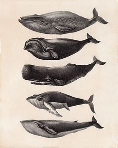 four whales are shown in black and white