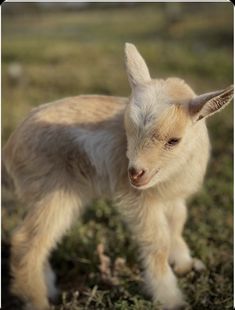 a small baby goat standing on top of a grass covered field with its eyes closed