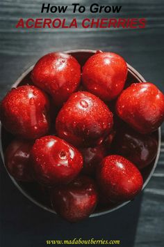 a bowl full of red apples with the title how to grow acerola cherries