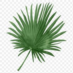 a green palm leaf on a white background