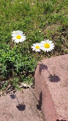 two daisies are growing out of the ground