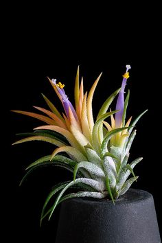 a plant with purple and yellow flowers in a black pot against a black background,