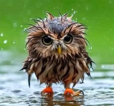 an owl is standing in the water with its head turned to look like it's getting wet