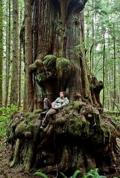 a man sitting on top of a tree stump in the forest next to a large mossy tree