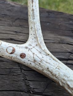 an animal's antler with brown spots on it