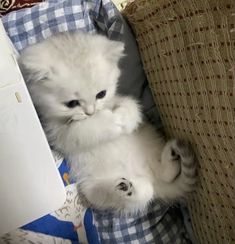 a small white kitten sitting on top of a couch