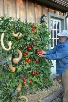 an old man is picking tomatoes off the vine