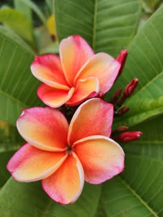 two red and yellow flowers with green leaves