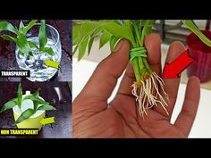 there is a plant that has roots in it and the pictures show how they are growing