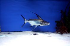 a large fish swimming in an aquarium filled with sand and algaes under blue water